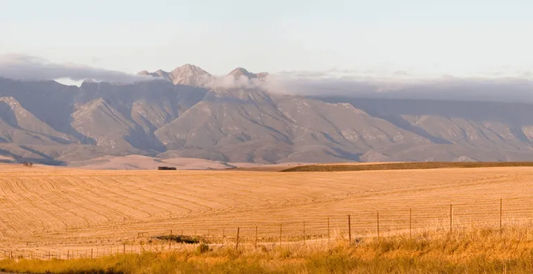 Ripe crops in agricultural plain in Tanzania against mountain range backdrop